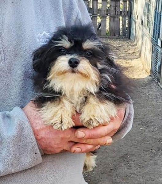 Gomez  in 77776 Bad Rippoldsau