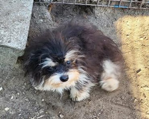 Gomez  in 77776 Bad Rippoldsau