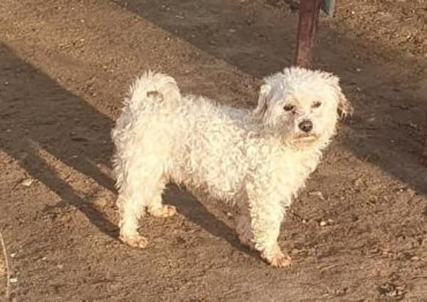 Bobo in  46514 Schermbeck