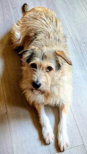 Freundliche Mia sucht Ihre Familie