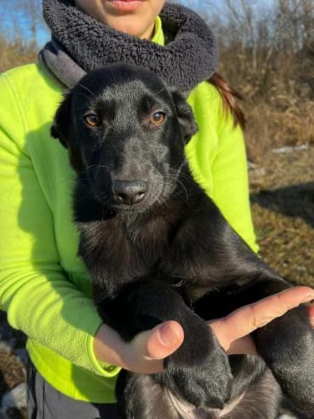 Dante - offener Junghund