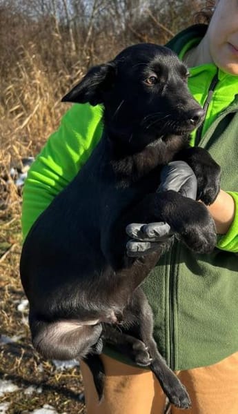 Dante - offener Junghund