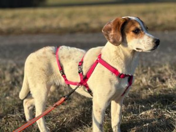 Süße Rox sucht Zuhause