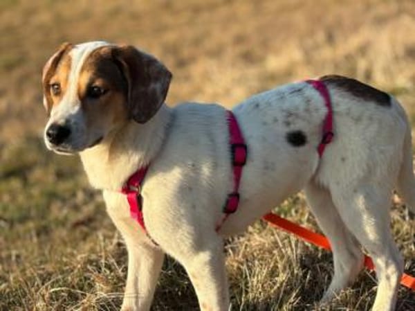 Süße Rox sucht Zuhause