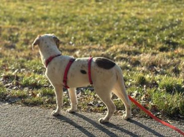 Süße Rox sucht Zuhause