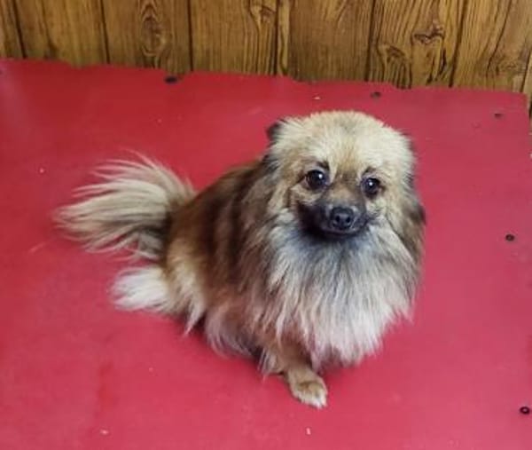 Maszat  in 52391 Vettweiß