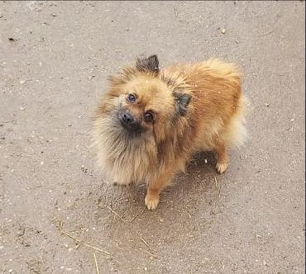 Maszat  in 52391 Vettweiß