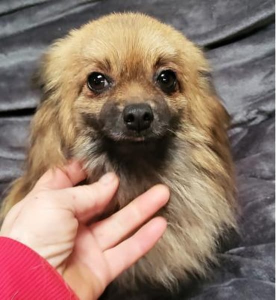 Maszat  in 52391 Vettweiß