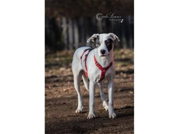 Jona - wartet in 91320 Ebermannstadt