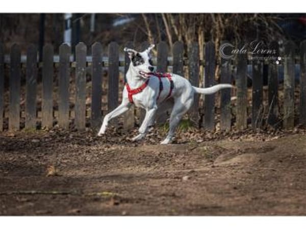 Jona - wartet in 91320 Ebermannstadt