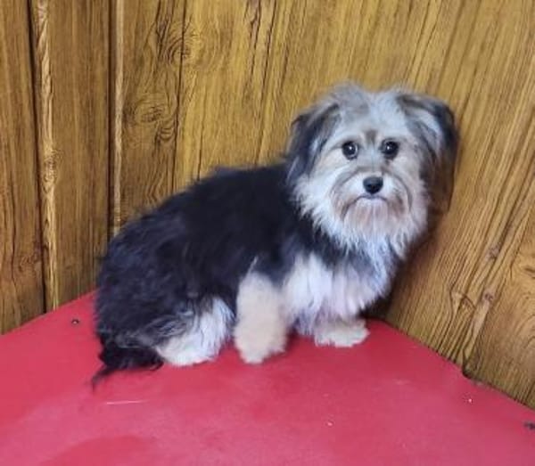 Cuki  in 94137 Bayerbach