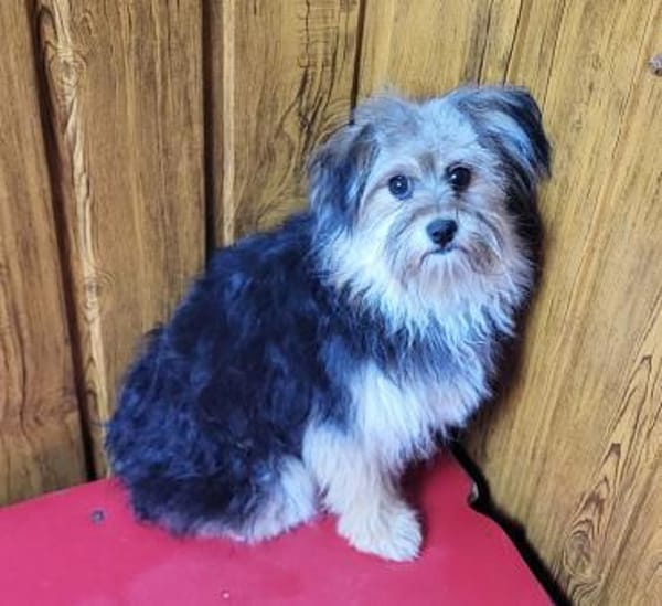 Cuki  in 94137 Bayerbach