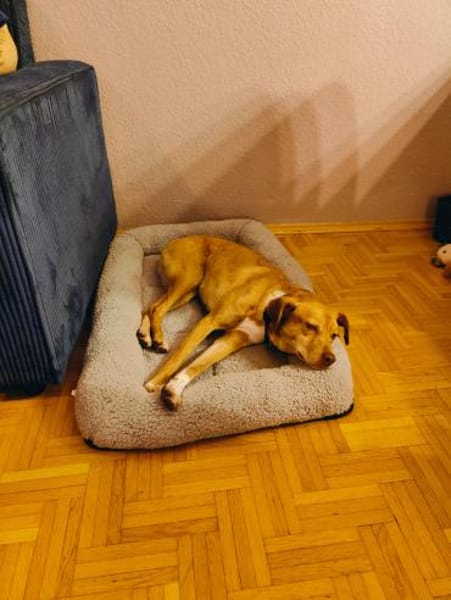 Bingo-agil, verschmust und verspielt