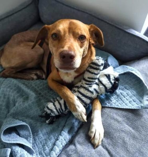 Bingo-agil, verschmust und verspielt