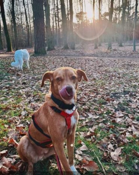 Bingo-agil, verschmust und verspielt