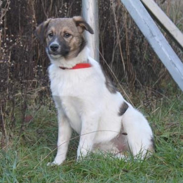 Calista - Körbchen zum Träumen gesucht