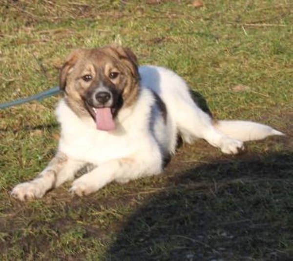 Calista - Körbchen zum Träumen gesucht