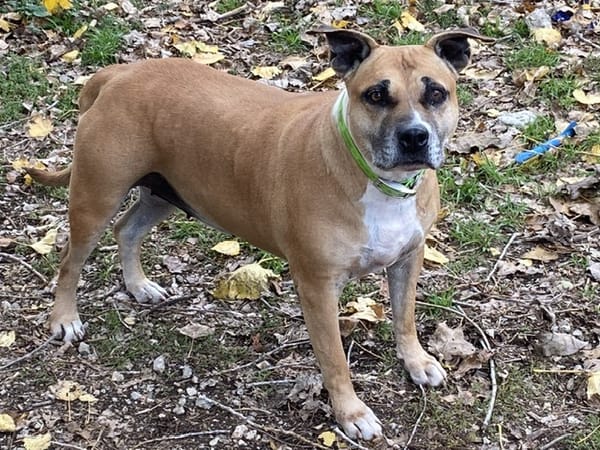 magic brown des gardiennes de sirius