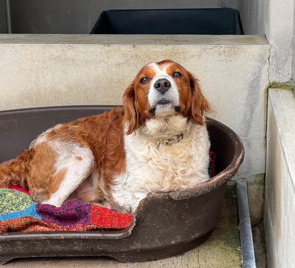 Kovou (ex-Comme vous)