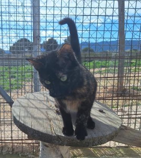 Aktive Schmusekatze Tokio