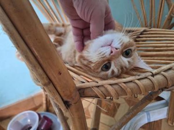 Liebe Schmusekatze Reina