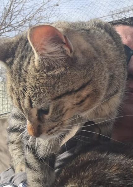 Offenes, liebes Katzenmädchen Mirchi