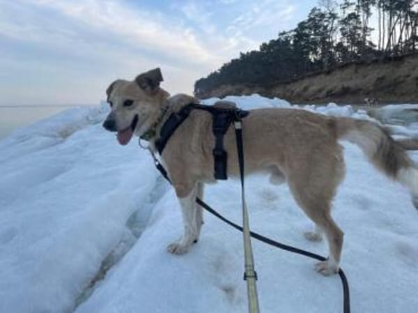 MERLIN * verzaubert dein Herz