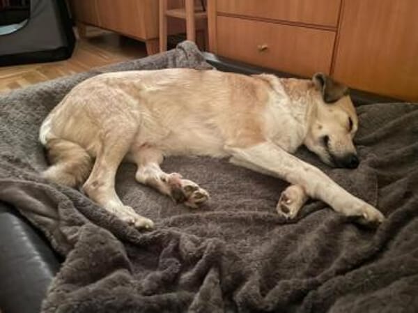 MERLIN * verzaubert dein Herz