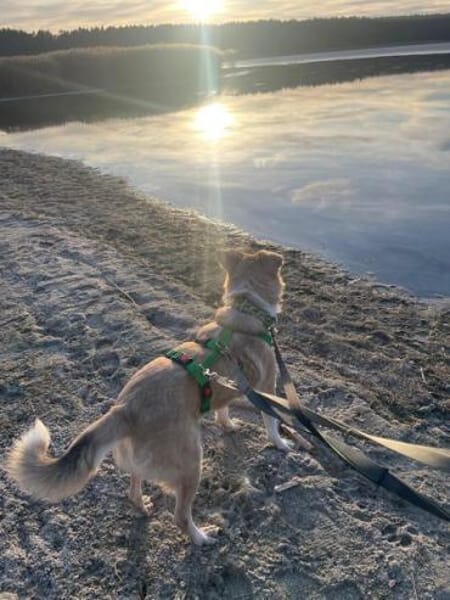 MERLIN * verzaubert dein Herz