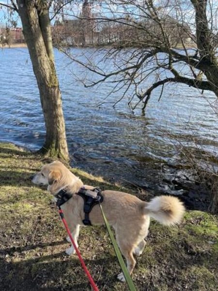 MERLIN * verzaubert dein Herz