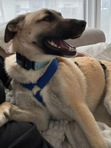 Jacky -Hündin mit großem Herz&Charakter