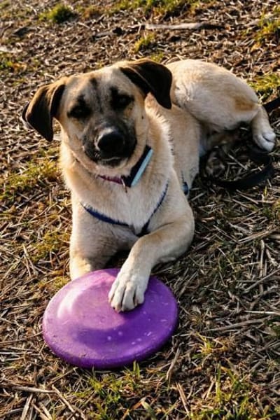Jacky -Hündin mit großem Herz&Charakter