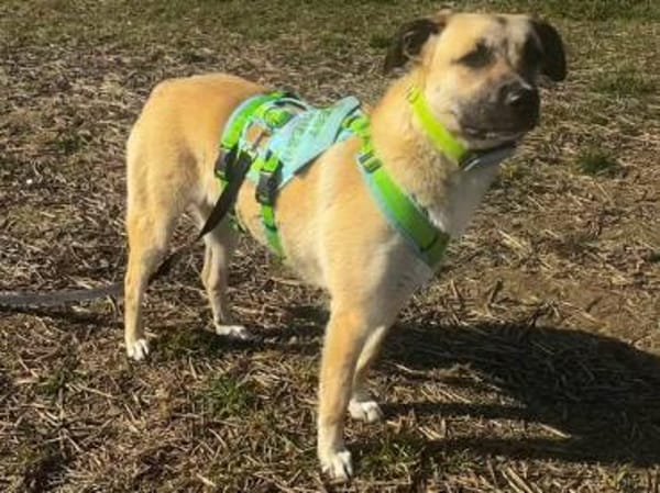 Jacky -Hündin mit großem Herz&Charakter