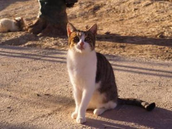 Süße, fröhliche Katze Ashley