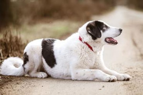 Hündin Ellie sucht ein Zuhause