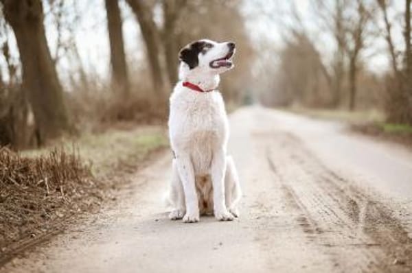 Hündin Ellie sucht ein Zuhause