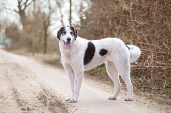 Hündin Ellie sucht ein Zuhause