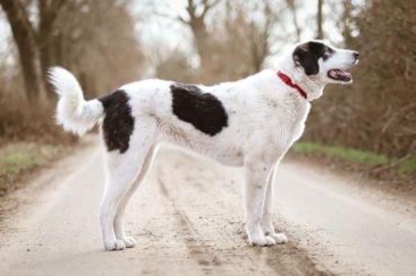 Hündin Ellie sucht ein Zuhause