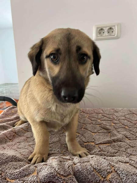 LEO 🐾❤ klein, lieb, freundlich