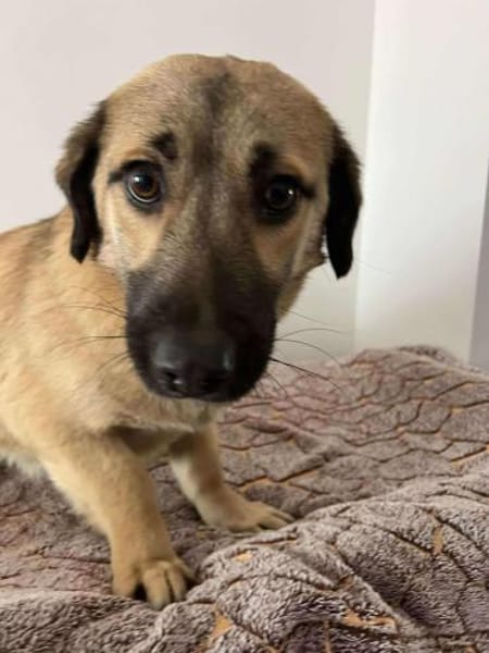 LEO 🐾❤ klein, lieb, freundlich