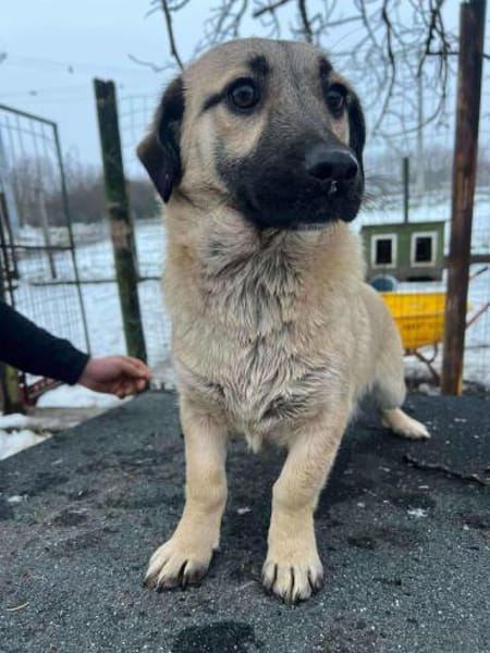 LEO 🐾❤ klein, lieb, freundlich