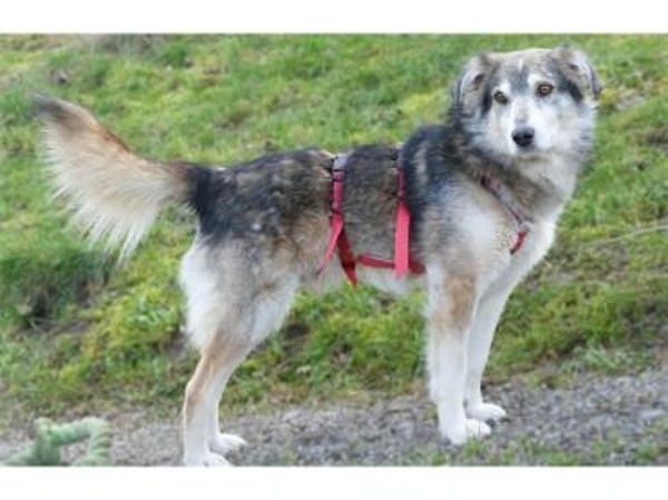 Niko - wartet in 97440 Werneck