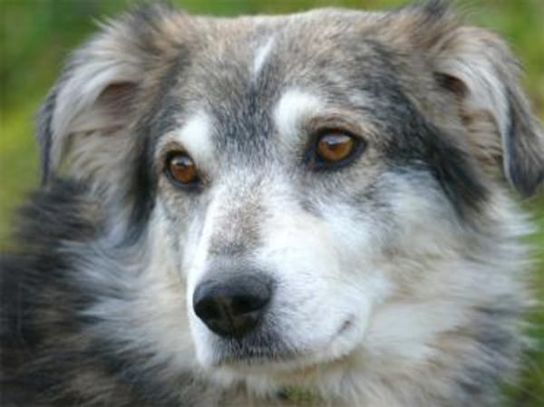 Niko - wartet in 97440 Werneck