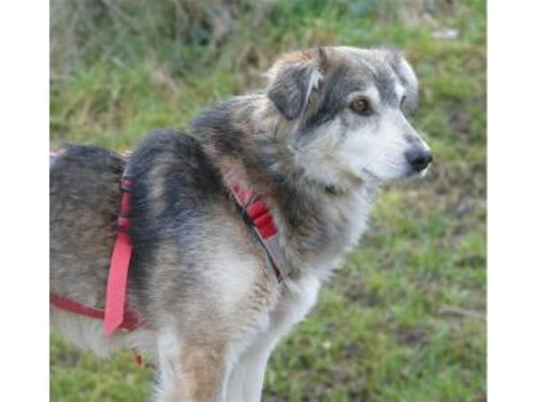 Niko - wartet in 97440 Werneck