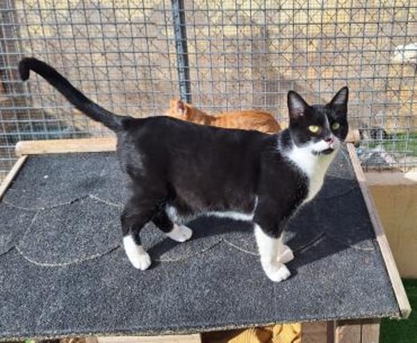 Wunderschöne Katze Ratona