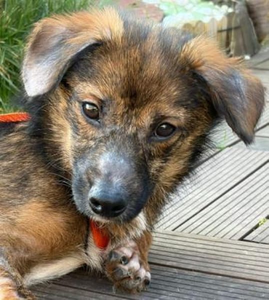 CAIRO * menschenbezogener Knirps