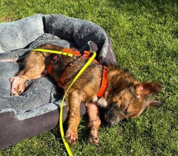 CAIRO * menschenbezogener Knirps