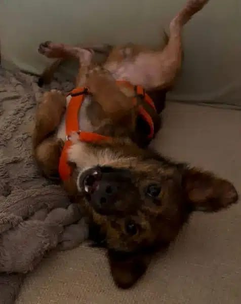 CAIRO * menschenbezogener Knirps