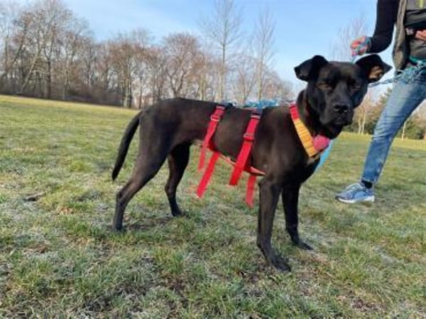 Nura - wartet in 04103 Leipzig