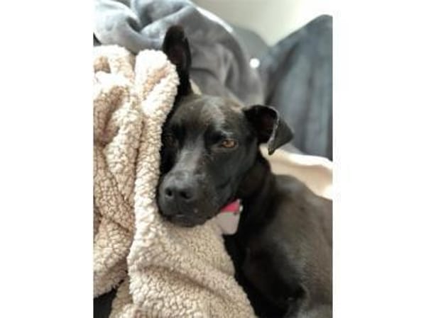 Nura - wartet in 04103 Leipzig